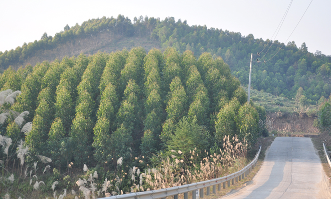 Dự kiến kế hoạch cấp mới chứng chỉ rừng FSC, VFCS/PEFC của Yên Bái năm 2022 là 12.894,4 ha. Trong ảnh: Rừng trồng trên địa bàn huyện Yên Bình.