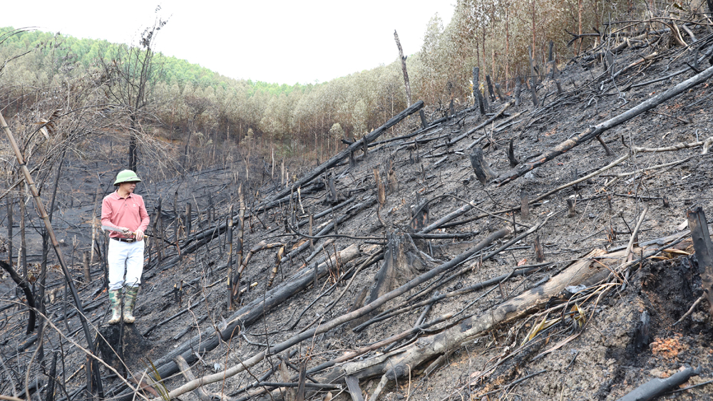Bắc Giang, xử lý nghiêm, tập thể, cá nhân, xảy ra phá rừng