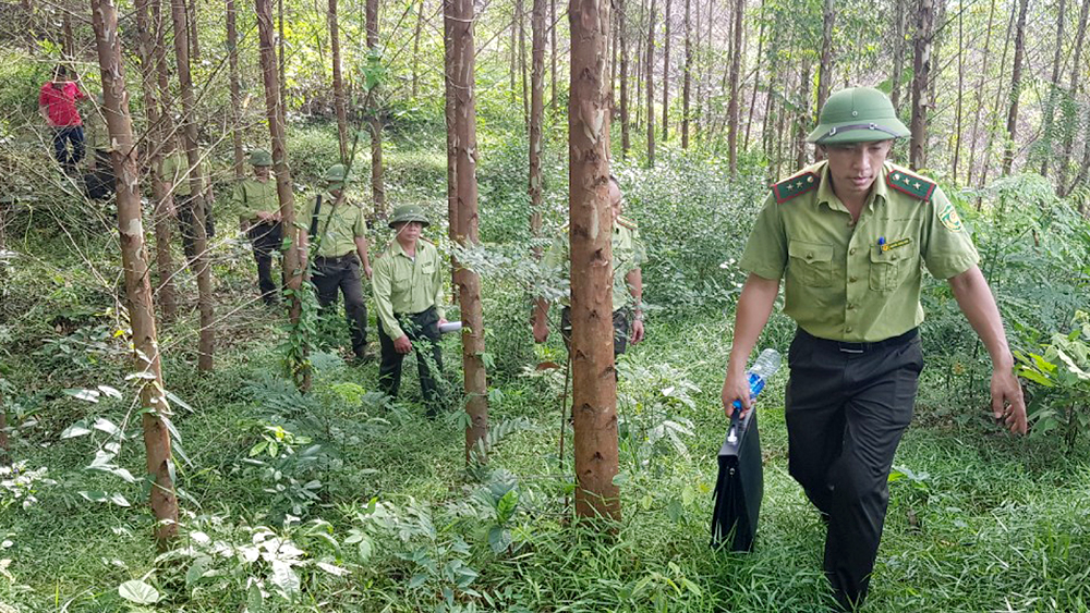 Bắc Giang, xử lý nghiêm, tập thể, cá nhân, xảy ra phá rừng