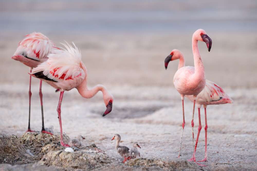 Hồ nước độc đáo của thế giới: Có màu hồng tuyệt đẹp nhưng chỉ 2 sinh vật chọn làm nhà - Ảnh 4.