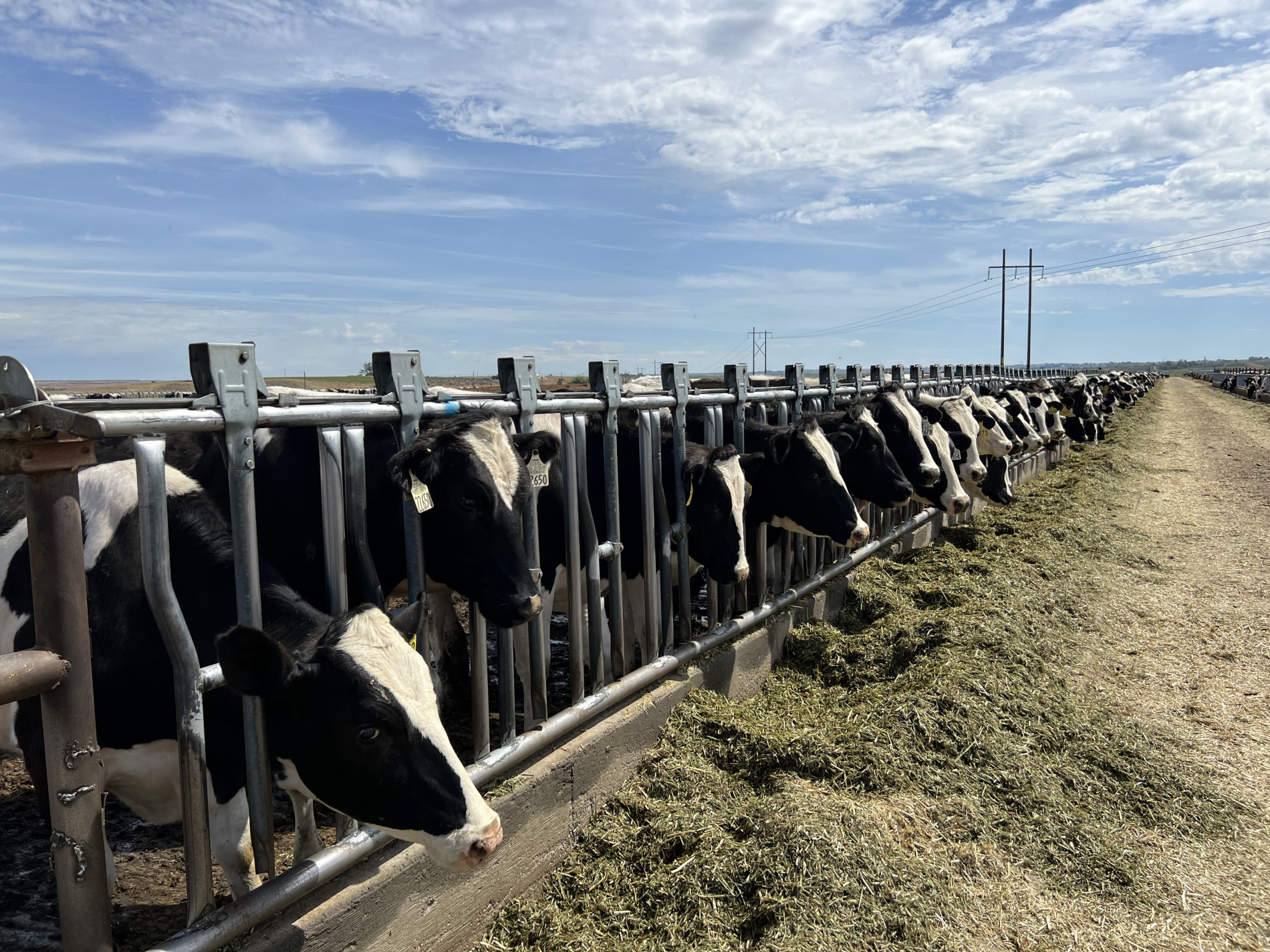 1000 bò sữa nhập khẩu được tuyển chọn trực tiếp từ đàn bò tại Mỹ.