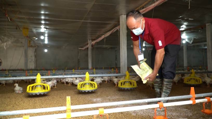 Một số biện pháp xử lý chất thải trong chăn nuôi gia cầm - Môi Trường Đại Thắng Lợi