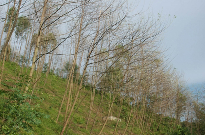 Rừng bồ đề tại huyện Trấn Yên bị sâu tàn phá.