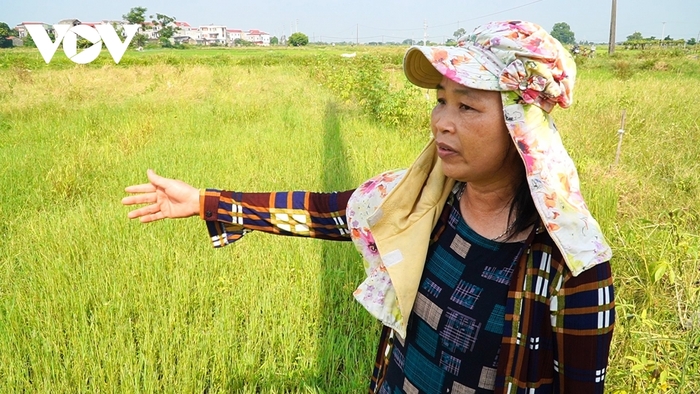 Bà Ngô Thị Năm thôn Trác Bút, thị trấn Chờ (Yên Phong, Bắc Ninh) bức xúc về khâu giải phóng mặt bằng trong KCN VSIP II tại huyện Yên Phong.
