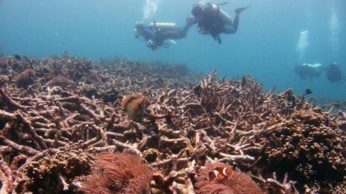 Do sự suy thoái môi trường biển nghiêm trọng, nhiều rạn san hô ở Biển Đông đang chết dần. Bối cảnh này đòi hỏi ASEAN-Trung Quốc cần hợp tác khoa học bảo vệ môi trường biển chặt chẽ hơn. (Nguồn: Reuters)