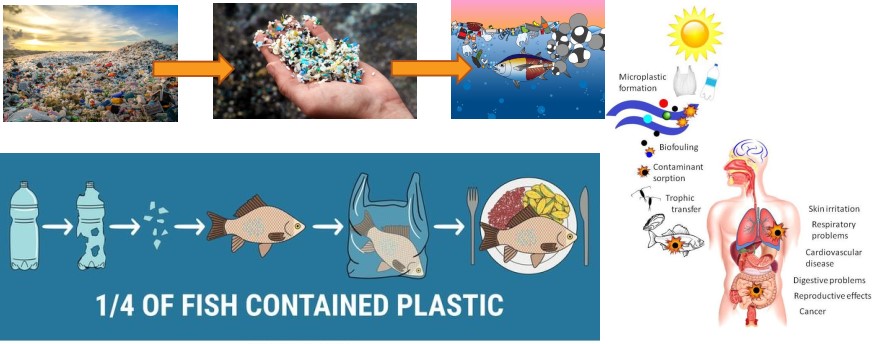 Những ảnh hưởng nghiêm trọng của nhựa đến môi trường và sức khoẻ - Ảnh 3