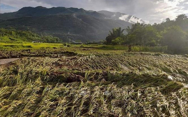 Trận mưa lớn những ngày qua làm thiệt hại trên 62 ha diện tích nông, lâm nghiệp tại huyện Văn Chấn và Văn Yên. (Ảnh minh họa)
