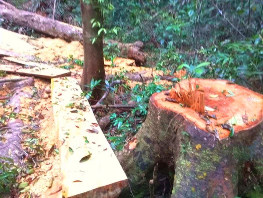 Khởi tố vụ phá rừng đặc dụng ở huyện K'Bang ảnh 1
