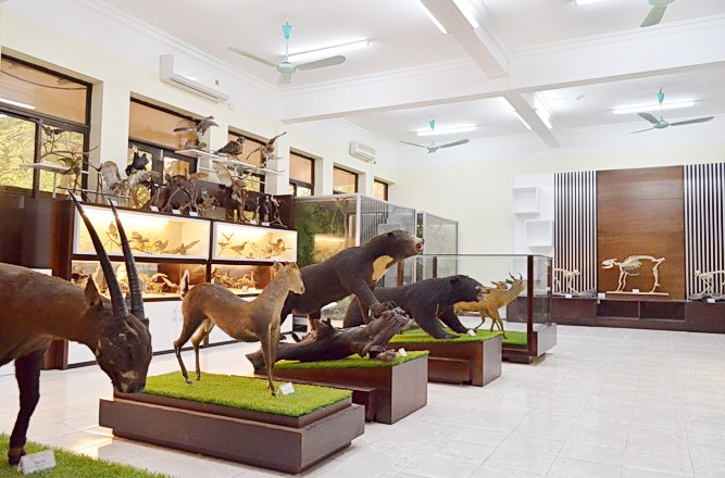 Khám phá thiên nhiên tại Bảo tàng Tài nguyên rừng Việt Nam