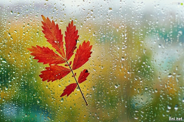 Mưa thu mang đến cảnh buồn và mơ mộng trong lòng mỗi người. Hãy xem những bài thơ về mưa thu để cảm nhận tình cảm đậm sâu trong hơi thở của mùa thu và thấy được bản chất đẹp của nó.