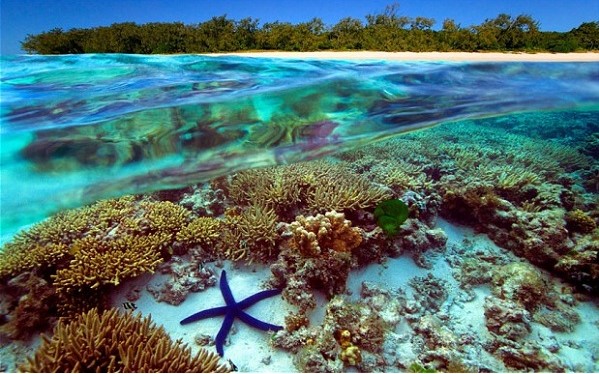 Khám phá hơn 262 vẽ san hô dưới biển siêu đỉnh  thtantai2eduvn