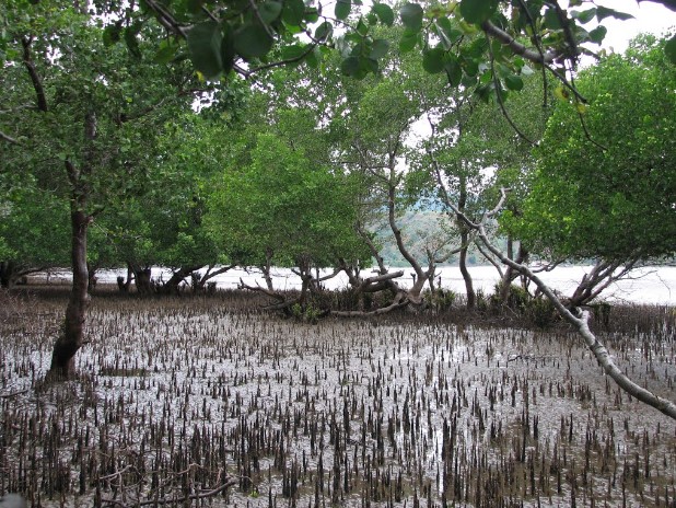 Tài nguyên biển Việt Nam đang bị khai thác quá mức và thiếu tính bền vững - 3