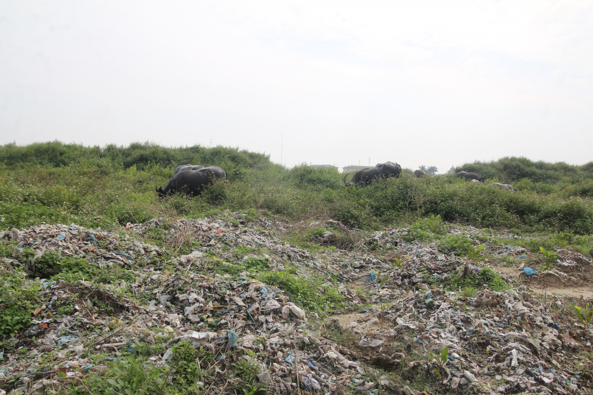 CLIP: Cận cảnh “núi rác” 84.000 tấn bị bỏ quên giữa thành phố - Ảnh 6.