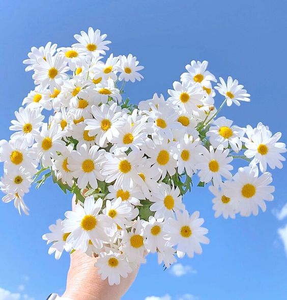 Hoa là món quà tuyệt vời từ thiên nhiên dành cho con người. Từ những chiếc bông nhỏ bé đến những bó hoa tràn đầy sắc màu, chúng luôn đem lại cho chúng ta niềm vui và hạnh phúc. Hãy thưởng thức vẻ đẹp của hoa trong ảnh để tận hưởng những giây phút đáng nhớ.