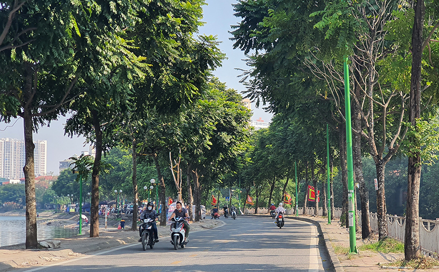 Quản lý cây xanh đô thị tại Hà Nội: Tăng trồng mới và thay thế cây già cỗi