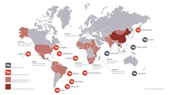 Bản đồ các nước nhập khẩu da lừa và top 10 nước xuất khẩu da lừa