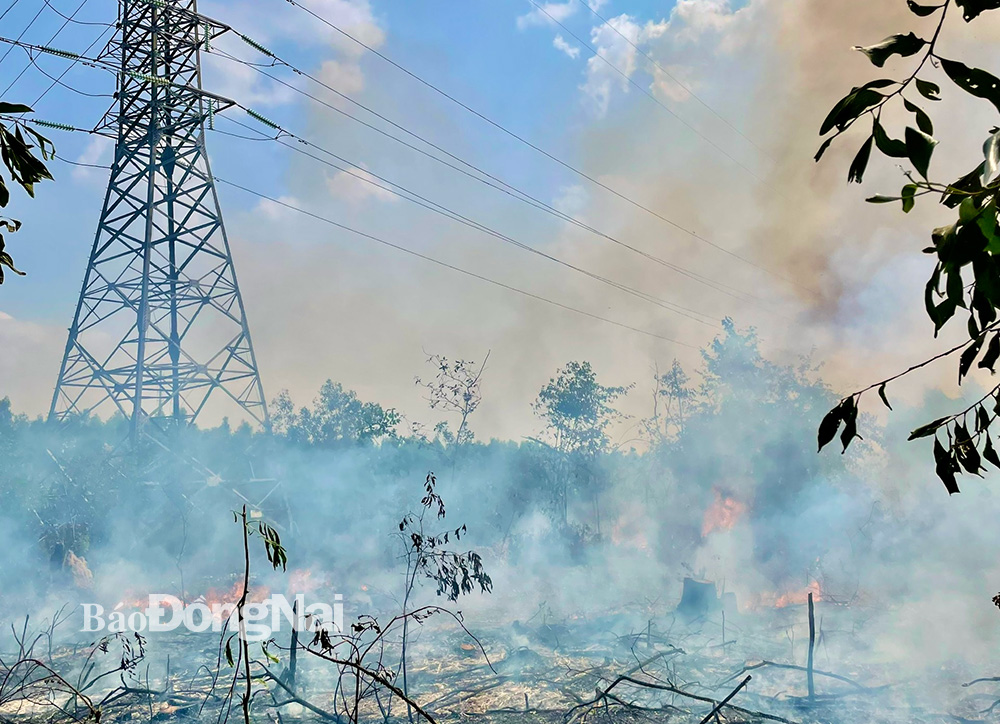 Sự cố cháy vườn tràm tại xã Long Tân (H.Nhơn Trạch) đe dọa đường dây 110kV. Ảnh: CTV