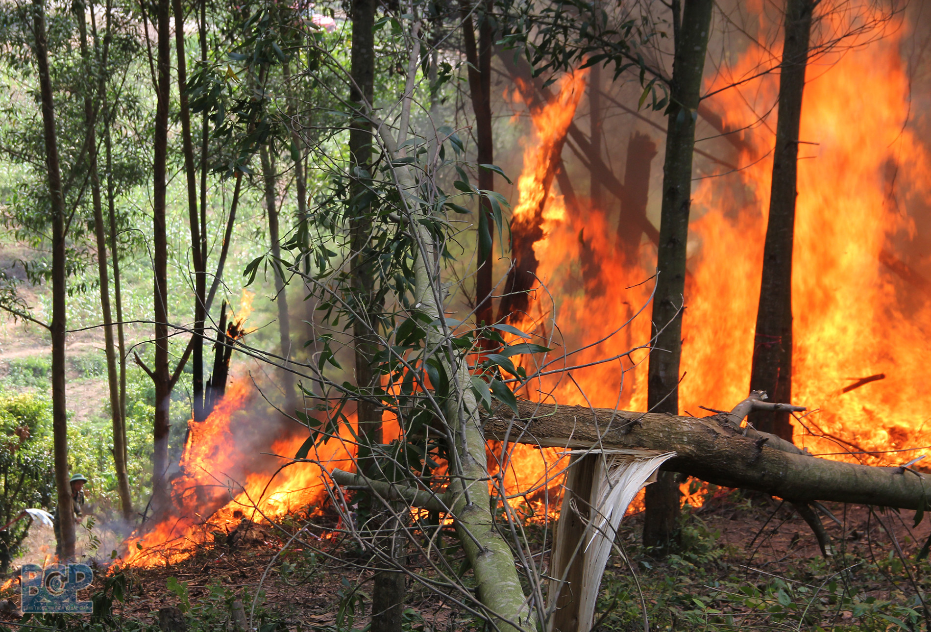 Nghệ An Cảnh báo cháy rừng lên cấp cực kỳ nguy hiểm