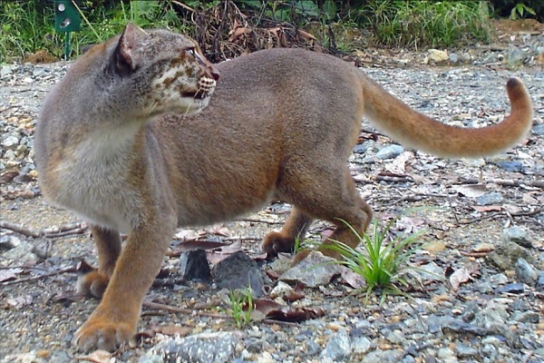 20 Loài mèo rừng hoang dã trong tự nhiên quý hiếm trên thế giới - 3