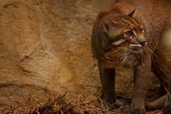 20 Loài mèo rừng hoang dã trong tự nhiên quý hiếm trên thế giới - 4