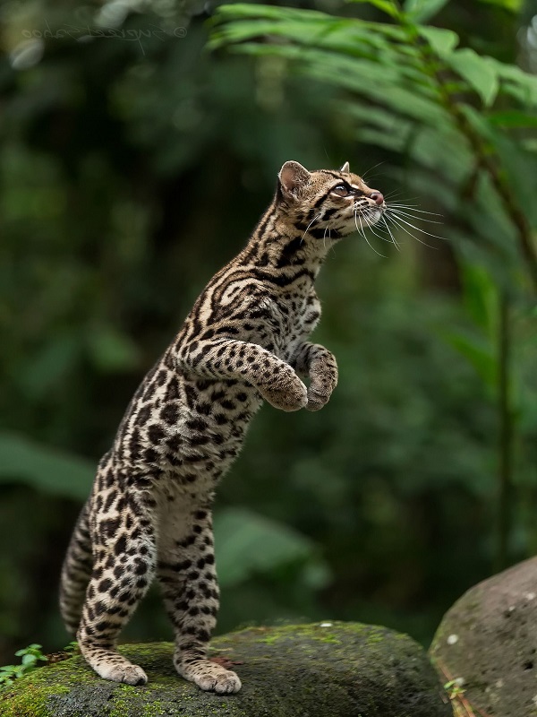 20 Loài mèo rừng hoang dã trong tự nhiên quý hiếm trên thế giới - 10