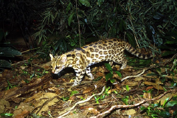 20 Loài mèo rừng hoang dã trong tự nhiên quý hiếm trên thế giới - 13