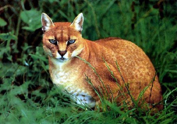 20 Loài mèo rừng hoang dã trong tự nhiên quý hiếm trên thế giới - 7