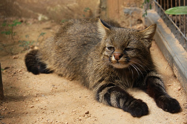 20 Loài mèo rừng hoang dã trong tự nhiên quý hiếm trên thế giới - 11