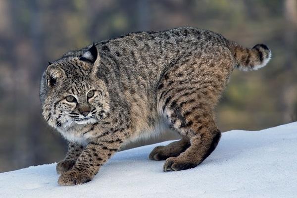 20 Loài mèo rừng hoang dã trong tự nhiên quý hiếm trên thế giới - 20