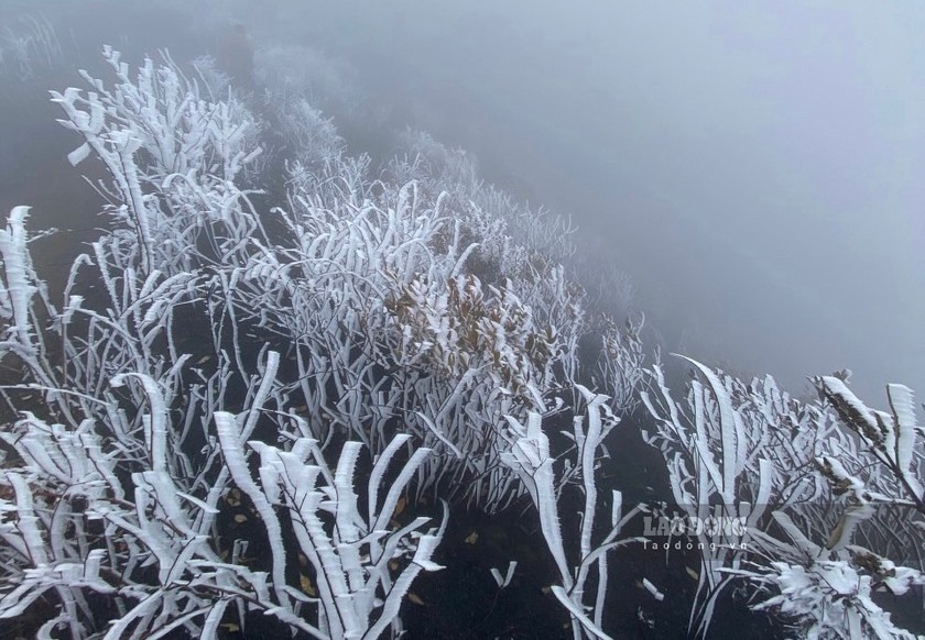 Trên đỉnh Lảo Thẩn xuất hiện băng giá trắng xóa, nhiệt độ giảm sâu, sáng sớm và chiều sương mù dầy đặc.