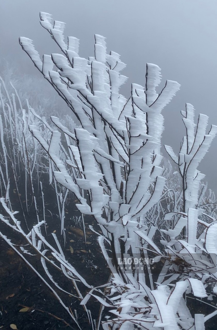 Cây cối trên đỉnh phủ xuất hiện tình trạng bị băng giá phủ trắng xóa.