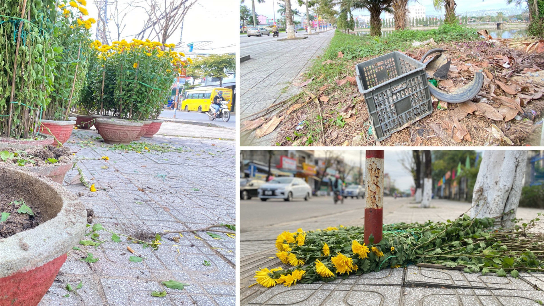Chậu và hoa bị vứt nhếch nhác trên các tuyến đường Phan Bội Châu, Trần Cao Vân, Hùng Vương (Tam Kỳ).