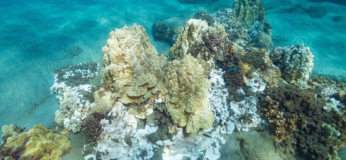 Sóng nhiệt là mối đe dọa lớn nhất đối với sự sống còn của các quần thể san hô. Ảnh: Doug Perrrine/Alamy Stock Photo.
