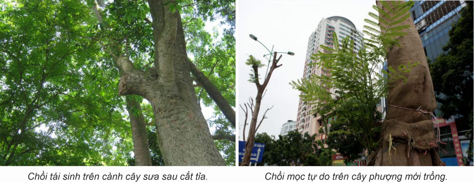 Quản lý cây xanh phù hợp với hạ tầng và kiến trúc đô thị