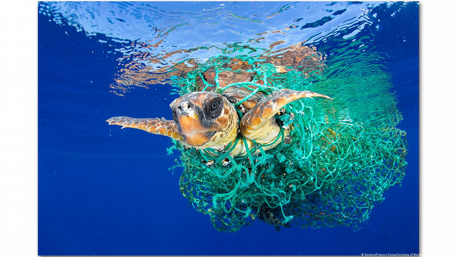 Rùa biển bị mắc vào lưới