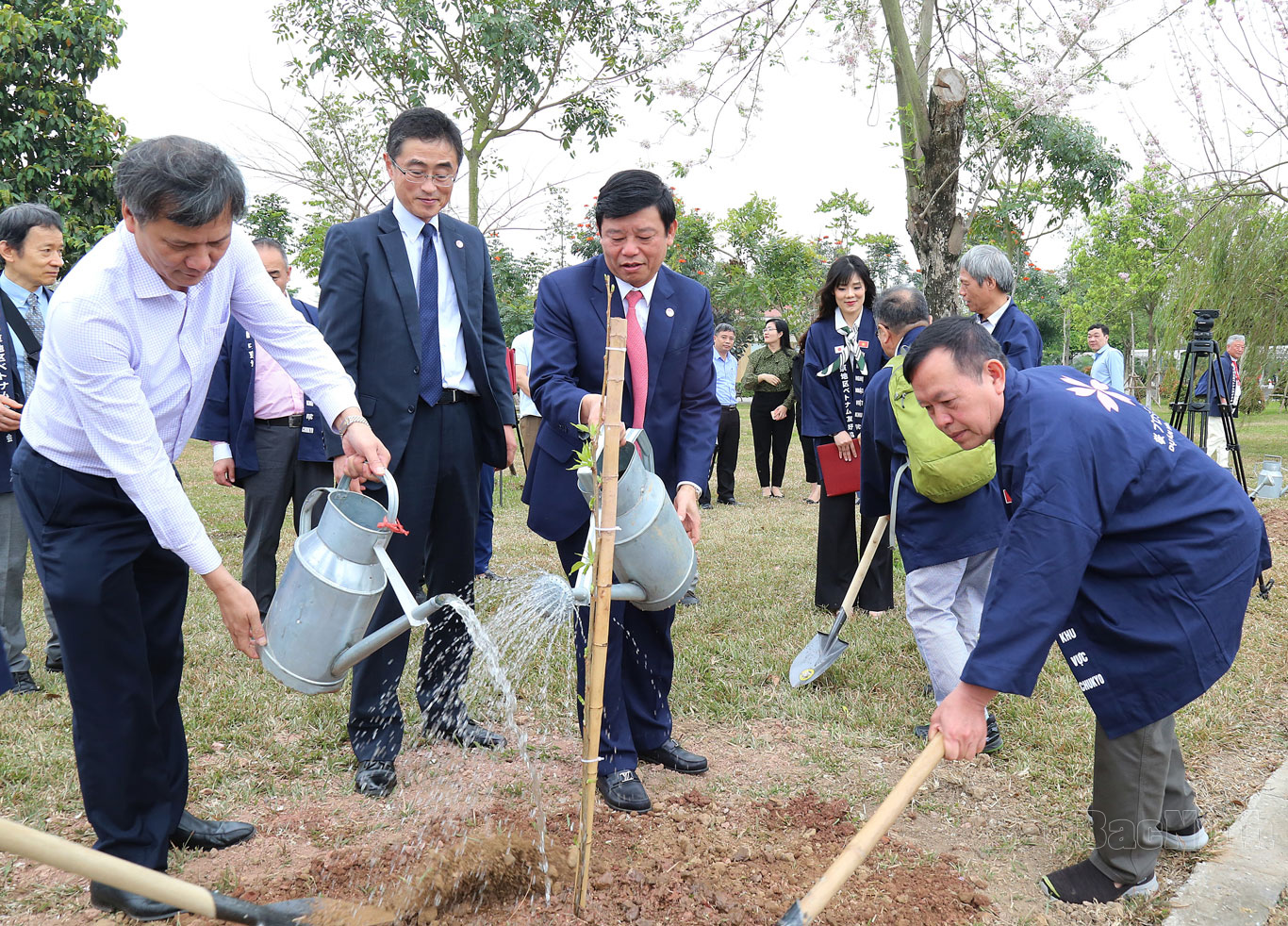 Thành phố Bắc Ninh tiếp nhận, trồng 100 cây hoa Anh đào