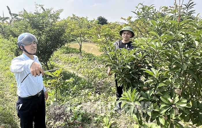 Tiến độ giải phóng mặt bằng khu công nghiệp Kim Thành chậm - BaoHaiDuong