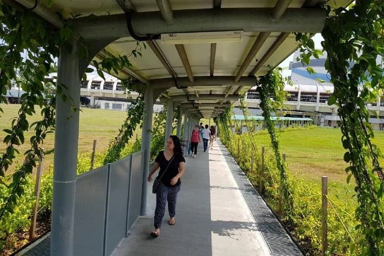 Singapore và 200km đường đi bộ có mái che ảnh 5