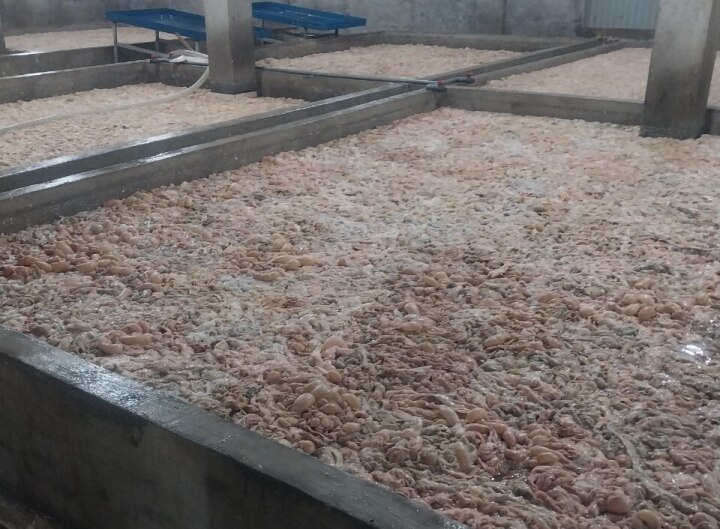 Bắc Ninh: Phát hiện, tiêu hủy hơn 7 tấn lòng lợn bốc mùi hôi thối - 1