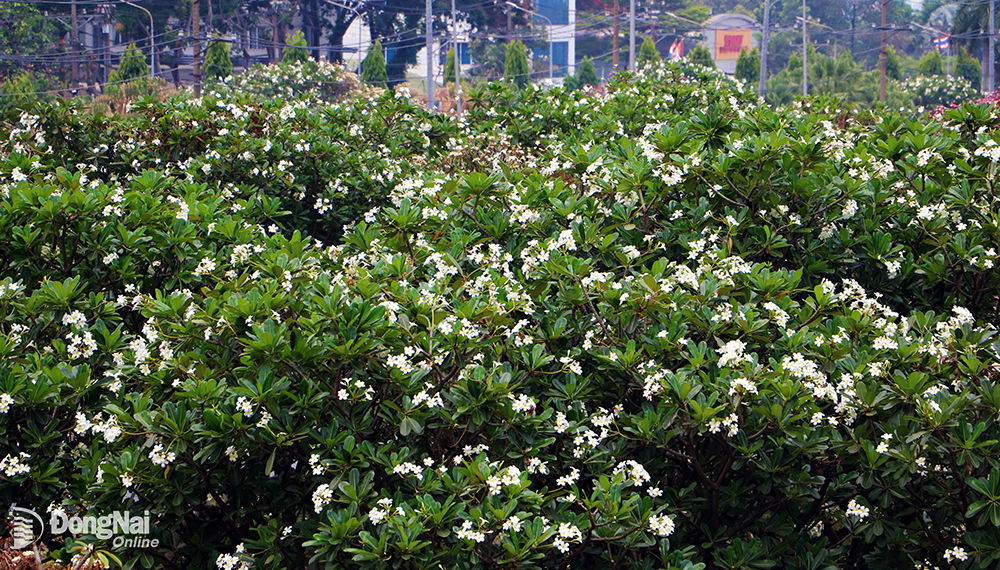  Tại KCN Biên Hòa 1, hoa sứ trắng được trồng nhiều và khi nở rộ tạo nên điểm nhấn và giữ nền không gian xanh mát