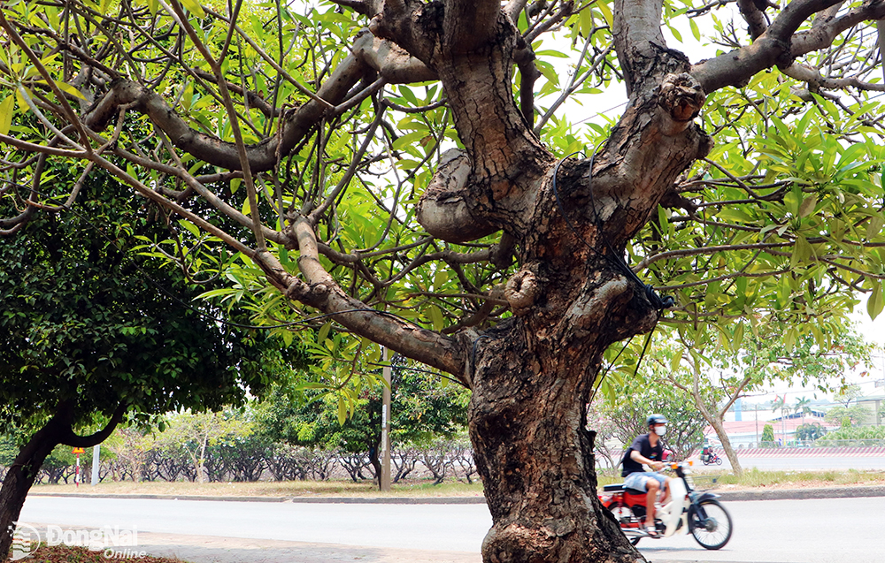 Hoa sứ được trồng dọc các tuyến đường tại KCN Biên Hòa 1 phần lớn đều có tuổi đời hàng chục năm, thân cây mang dáng vẻ xù xì ghi dấu ấn của thời gian