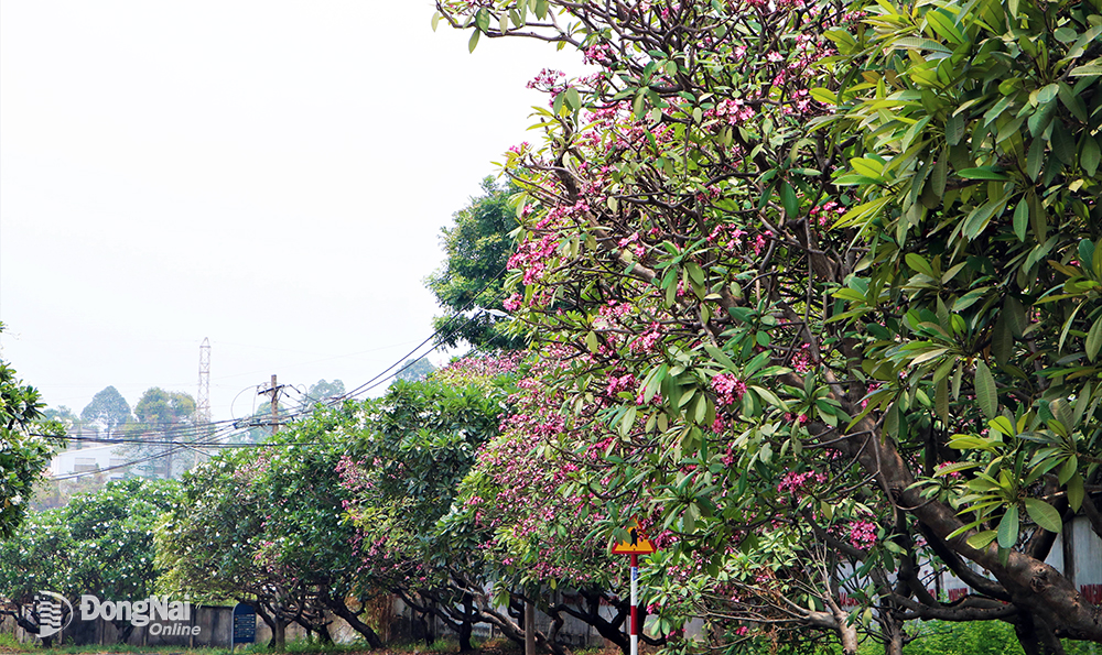 Những cây hoa sứ hồng và trắng khoe sắc trên tuyến đường số 3, KCN Biên Hòa 1