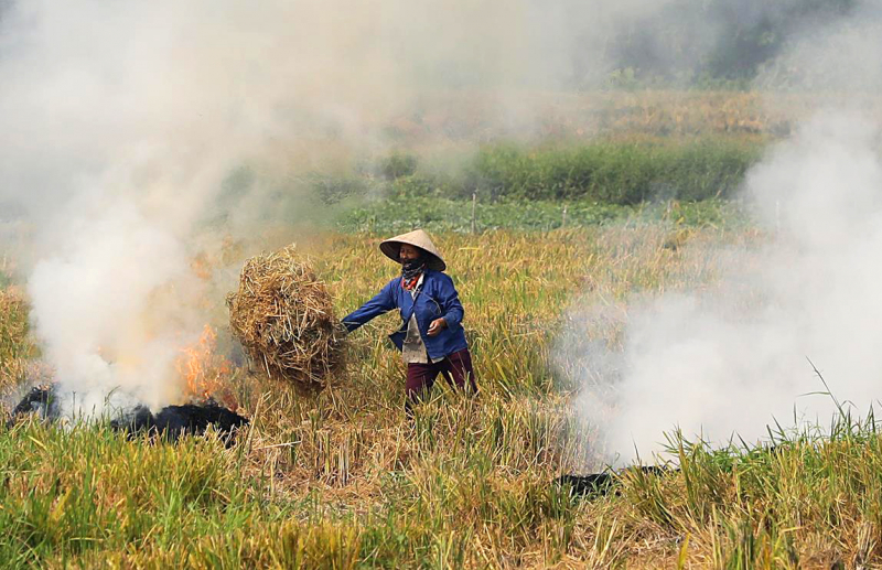 Tình trạng đốt rơm rạ sau thu hoạch vẫn xảy ra tại nhiều huyện ngoại thành Hà Nội 