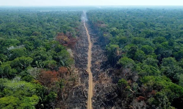 Trí tuệ nhân tạo giúp bảo tồn rừng nhiệt đới Amazon ảnh 1