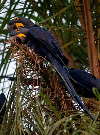 Trí tuệ nhân tạo giúp bảo tồn rừng nhiệt đới Amazon ảnh 2