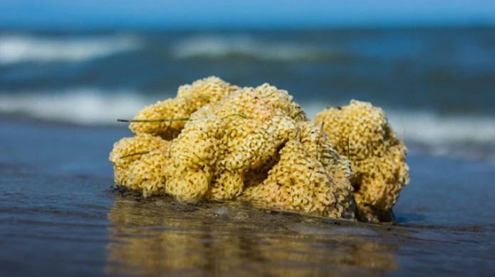 Bọt biển có vai trò quan trọng trong hệ sinh thái biển