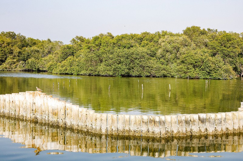 UAE trồng rừng ngập mặn - Môi trường Du lịch