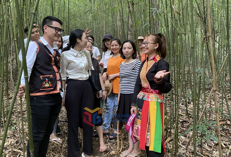 Du khách tham quan rừng trúc tại xã Kỳ Thượngp/(ảnh báo Quảng Ninh)