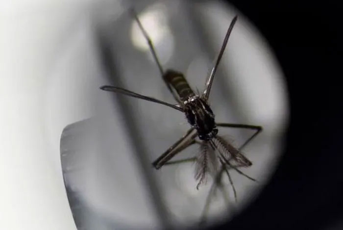 Một con muỗi dưới kính hiển vi.