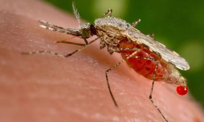 Một con muỗi Anopheles - loài có thể lây truyền bệnh sốt rét.